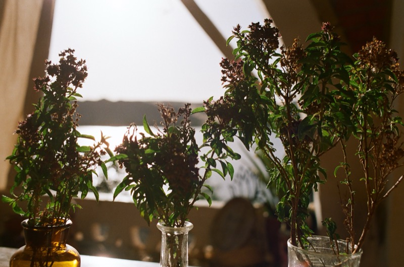 Fresh herbs in glass vases against the light
